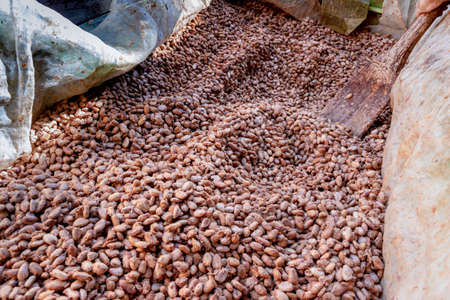 Temperature measurement of cocoa beans fermented in wooden barrels, to maintain the quality of cocoa flavor, Cocoa beans are fermented in a wooden box to develop the chocolate flavor.の写真素材