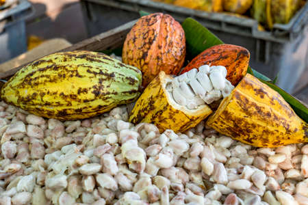 Cacao pods cocoa pods organic chocolate farm Thailand, Cacao Thailand pods, Fresh cocoa pod cut exposing cocoa seeds, with a cocoa plant in Thailand, Macro of Cocoa pods.の写真素材