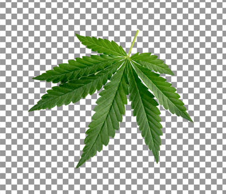 Green cannabis leaves isolated on alpha background. Growing medical marijuana. CBD extract from hemp leaf, Concept of herbal alternative medicine, THC oil pharmaceutical.の写真素材