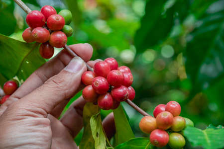 Hand farmer picking coffee bean in coffee process agriculture background, Coffee farmer picking ripe cherry beans, Fresh coffee bean in basket, Close up of red berries coffee beans.の写真素材