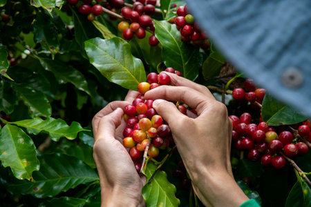 Coffee farmer picking ripe cherry beans, Fresh coffee bean in basket, Close up of red berries coffee beans.の写真素材