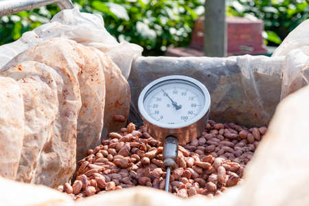 Temperature measurement of cocoa beans fermented in wooden barrels, to maintain the quality of cocoa flavor, Cocoa beans are fermented in a wooden box to develop the chocolate flavor.の写真素材