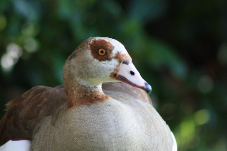 Kirstenbosch Botanical Gardens, Cape Town, December 2012  Wild Duck