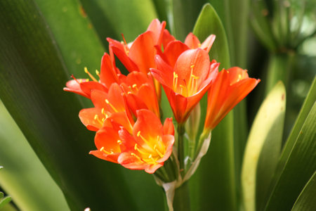 Cape Town, December 2012  Clivia in full bloom
