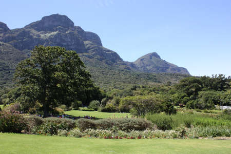 Kirstenbosch Botanical Gardens, Cape Town, December 2012  Table Mountainの写真素材