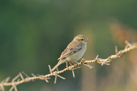 Plain-backed Sparrow  Female  in the morning light Thailandの写真素材