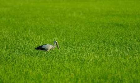 Open-billed stork in the green field thailandの写真素材