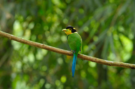 Long-tailed broadbill (Psarisomus dalhousiae) bird in thailandの写真素材