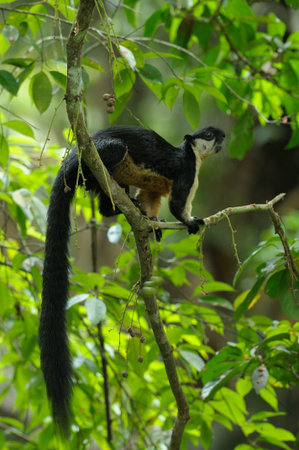 Black giant squirrelの写真素材