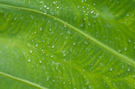 green leaf with water dropの写真素材