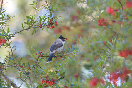 Sooty-headed Bulbulの写真素材