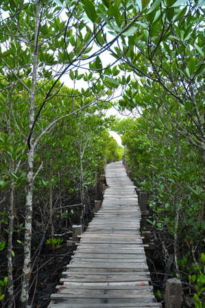 on the way to mangroveの写真素材