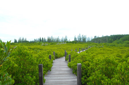 mangrove Thailand