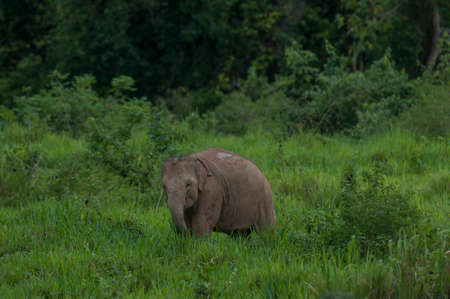 baby elephantの写真素材