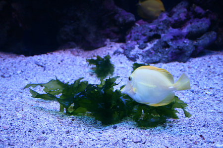 Tropical Fish