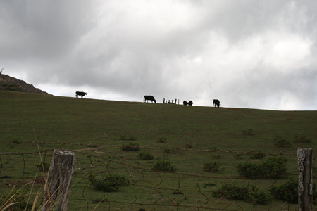 Grazing Cowsの写真素材