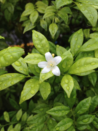 Flower fresh after the rain