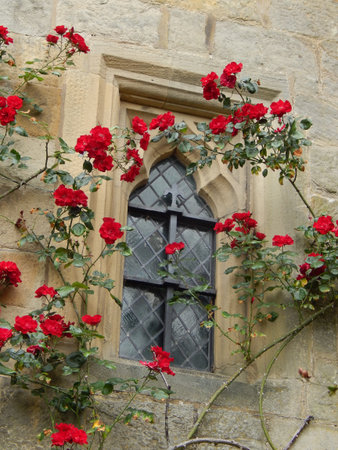 Roses around windowの写真素材