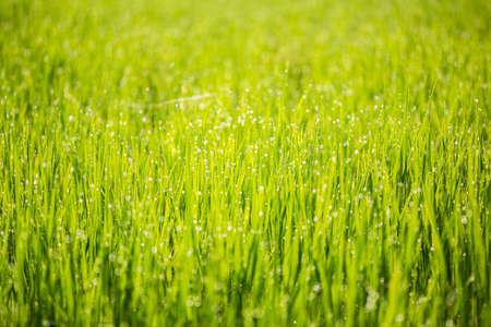 Green rice with water and bokeh の写真素材