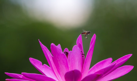Pink lotus with bee