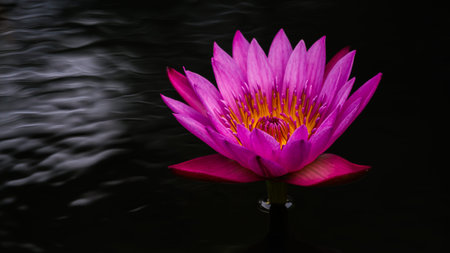 Pink lotus in the pool on a black background の写真素材