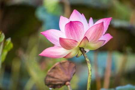 Lotus morning lightの写真素材