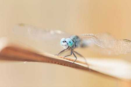 Blue Dragonflyの写真素材