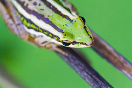green frogの写真素材