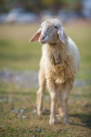 sheepの写真素材