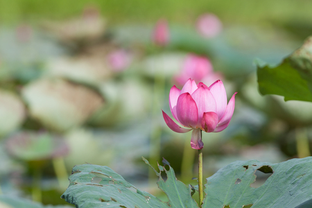 blooming of pink lotus flowerの写真素材