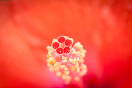 Red flower macro with water droplets の写真素材