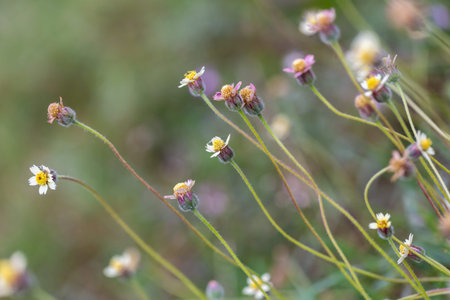 Little Cute Flowers