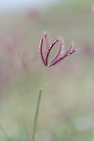 Grass beautiful natural light