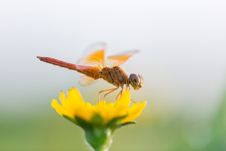 Dragonfly perched on a yellow flower の写真素材