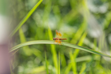 Dragonfly on grass with grassland green backgroundの写真素材