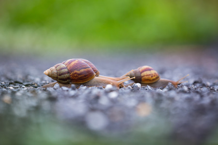 snail runの写真素材