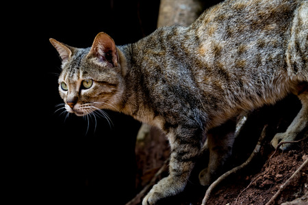 Beautiful bengalensis cat ifs isolated on a black background の写真素材