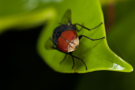 True macro fly portraitの写真素材