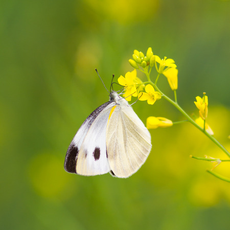 Blue butterfly fly in morning natureの写真素材