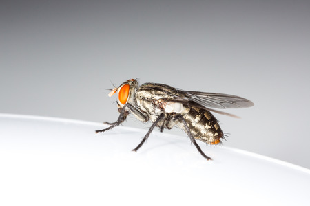 A macro shot of fly on a white backgroundの写真素材