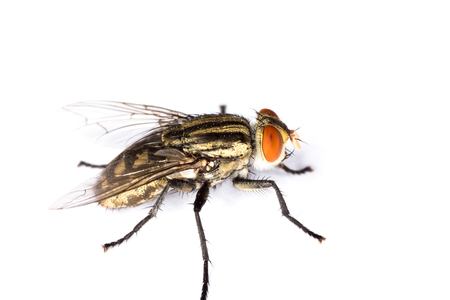 Macro shot of a housefly, Fly isolated on a white backgroundの写真素材