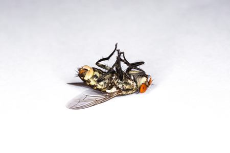 dead fly isolated on white backgroundの写真素材