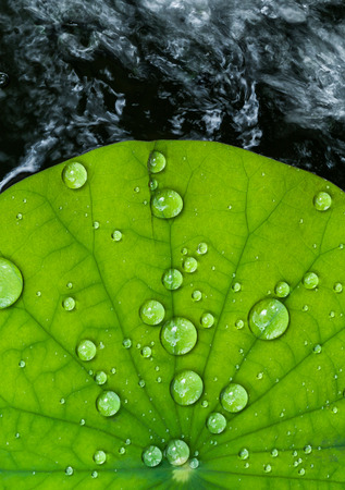 Water droplets on Lotus leafの写真素材