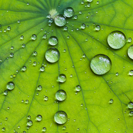 Drops of Water on Lotus Leafの写真素材
