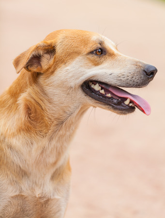 lovely stray dog in Thailandの写真素材