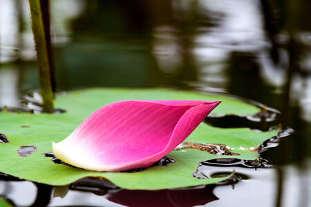 pink lotusの写真素材