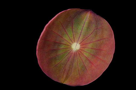 The lotus leaf on black background.の写真素材