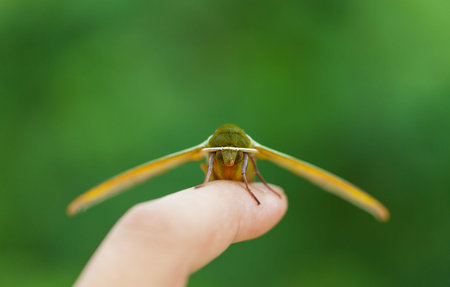 moth