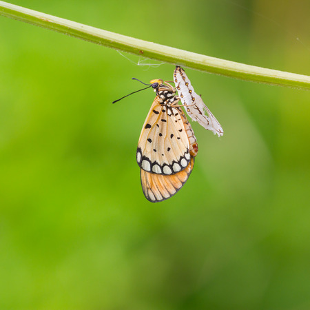 Monarch Butterfly baby born in the natureの写真素材