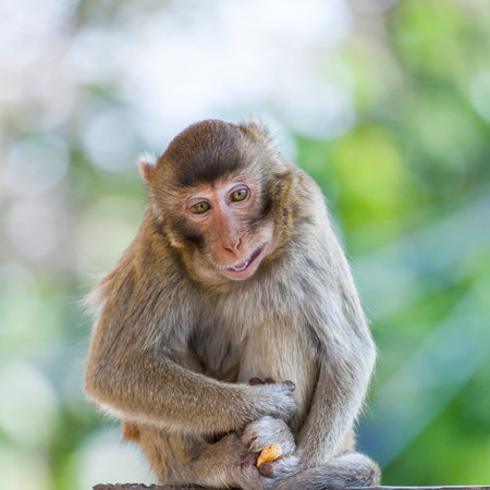 Monkey  Asia Thailand
